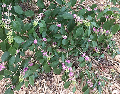 pink beautyberry