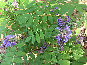 American wisteria