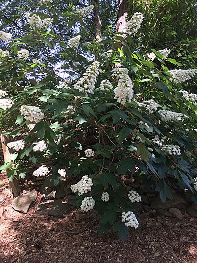 Oak Leaf Hydrangea