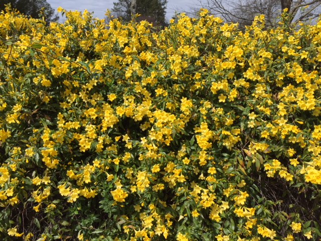 Carolina Jasmine