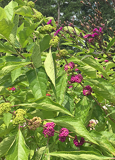 magenta beautyberry