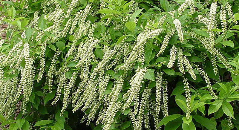 Sweetspire  Itea