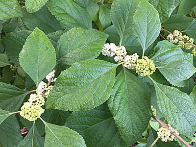 white beautyberry