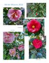 Winter Blooms camellias